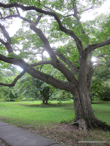 Arnold Arboretum of Harvard University